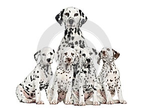 Mother Dalmatian sitting behind her puppies