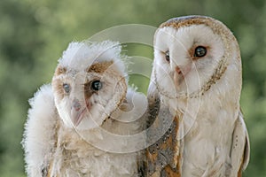 Mother and daughter barn owl