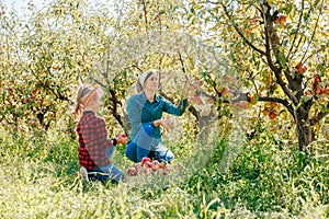 A mother and daughter duo picking apples in a bountiful orchard