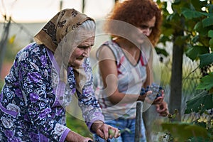 Mother and daughter picking grapes photo