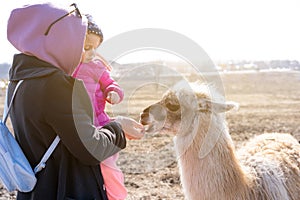 Mother and daughter feed Cute animal alpaka lama on farm outdoors