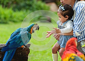 mother and daughter feeding blue-and-yellow macaw (Ara ararauna) bird on hand