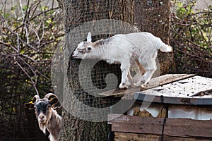 mother and daughter goats playing hide and seek in the field. kid hides behind a tree