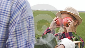 Mother and daughter harvesting fresh tomatoes. Little girl helping her mother with tomato in the garden. Funny daughter