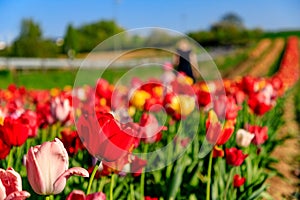 Mother and daughter pick flowers in the sunshine