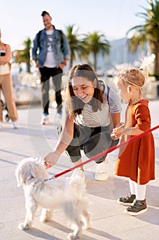 Mother and daughter are playing with a small white furry dog on a pier on a sunny day