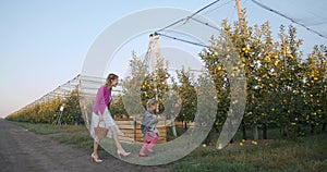 Mother and daughter are walking in the apple orchard, start picking up apples 4k