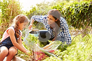 Mother And Daughter Working On Allotment Together