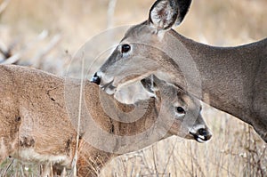 Mother Deer and Baby Fawn