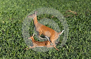 Mother Deer and baby run and leap through grass farm field in early morning