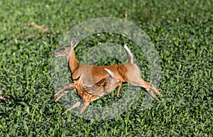 Mother Deer and baby run and leap through grass farm field in early morning