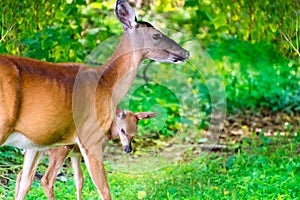 Mother deer with fawn in summer photo