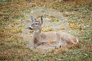 Mother deer lays in field.