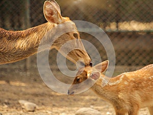 Mother deer loving her baby deer