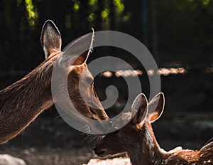 Mother deer loving her baby deer dark shaded