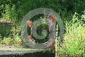 A mother doe and cute baby white tailed deer fawn explores a marsh