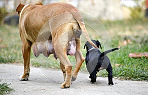 Mother dog, American Staffordshire Terrier, and puppy, shallow dof