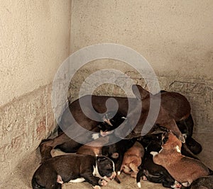 Mother dog is breastfeeding her children