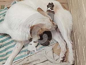 A mother dog cleans her genitals still dirty from childbirth while her newborn puppies suckles on her teats.