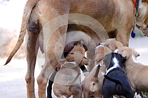 Mother dog and Cute amstaff puppy