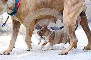 Mother dog and Cute amstaff puppy