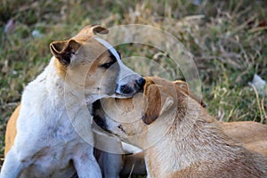 Mother dog fondle a little dog in park