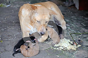 A mother dog is nursing her five newborn puppies.