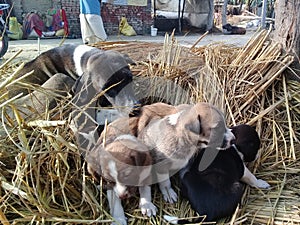 Mother dog and puppies photo