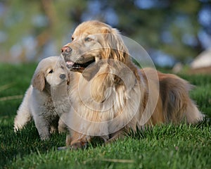 Mother dog and puppy