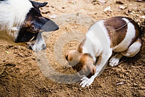 A mother dog watches her puppy with white and brown fur playin