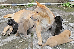 A mother domestic dog is nursing her newborn puppies.