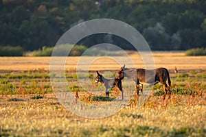 Mother donkey licking her young on pasture at sunset