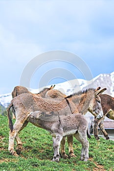 Mother donkey with little milk