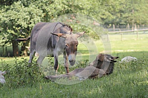 Mother donkey with offspring Equus asinus asinus