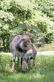 Mother donkey with offspring Equus asinus asinus