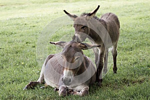 Mother donkey with offspring Equus asinus asinus