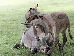 Mother donkey with offspring Equus asinus asinus