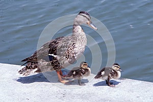 Mother duck with babies in a line