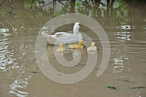 Mother duck with baby