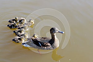 Mother duck and baby ducklings