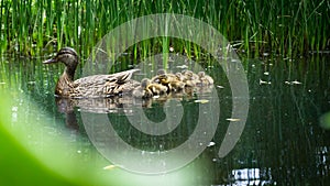 Mother duck with baby ducklings swimming across a pond.