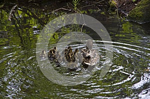 Mother duck and baby ducks duckling