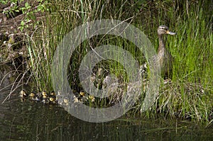 Mother duck and baby ducks duckling