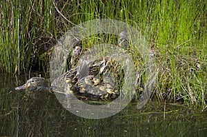 Mother duck and baby ducks duckling