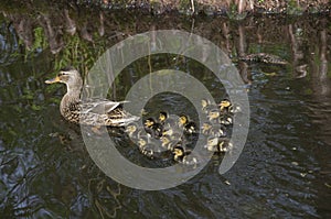 Mother duck and baby ducks duckling