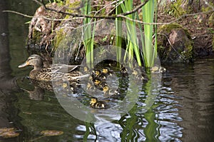 Mother duck and baby ducks duckling