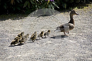 Mother duck and baby ducks photo