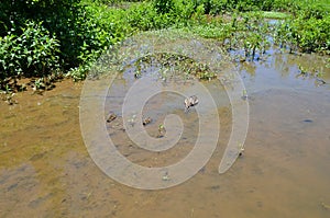 Mother duck and baby ducks in water with mud