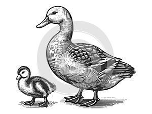 Mother Duck and Duckling engraving sketch vector