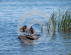 Mother duck with ducklings